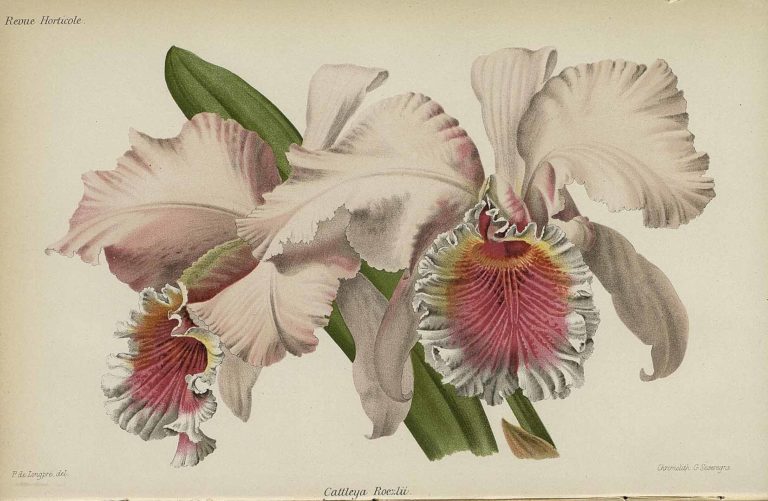 Znáte Benedikta Roezla – nejslavnějšího českého lovce orchidejí?